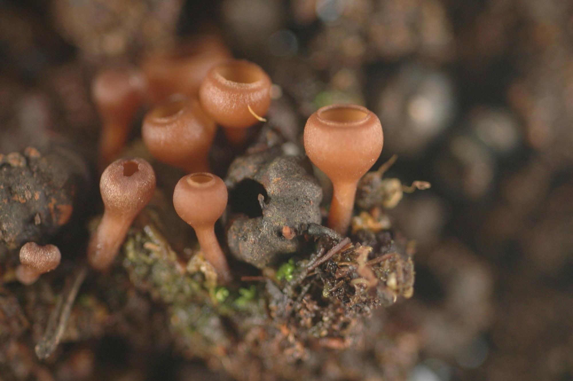 Small brown mushrooms (apothecia) developing from mummies.
