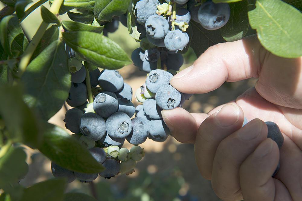 Ripe blueberries, ready for harvesting.