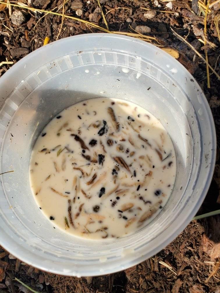 slugs and insects in a container of bread dough slurry