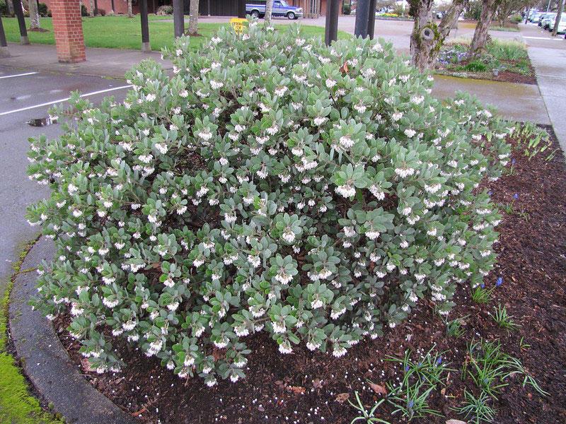 Manzanita is a drought-tolerant plant that saves water.