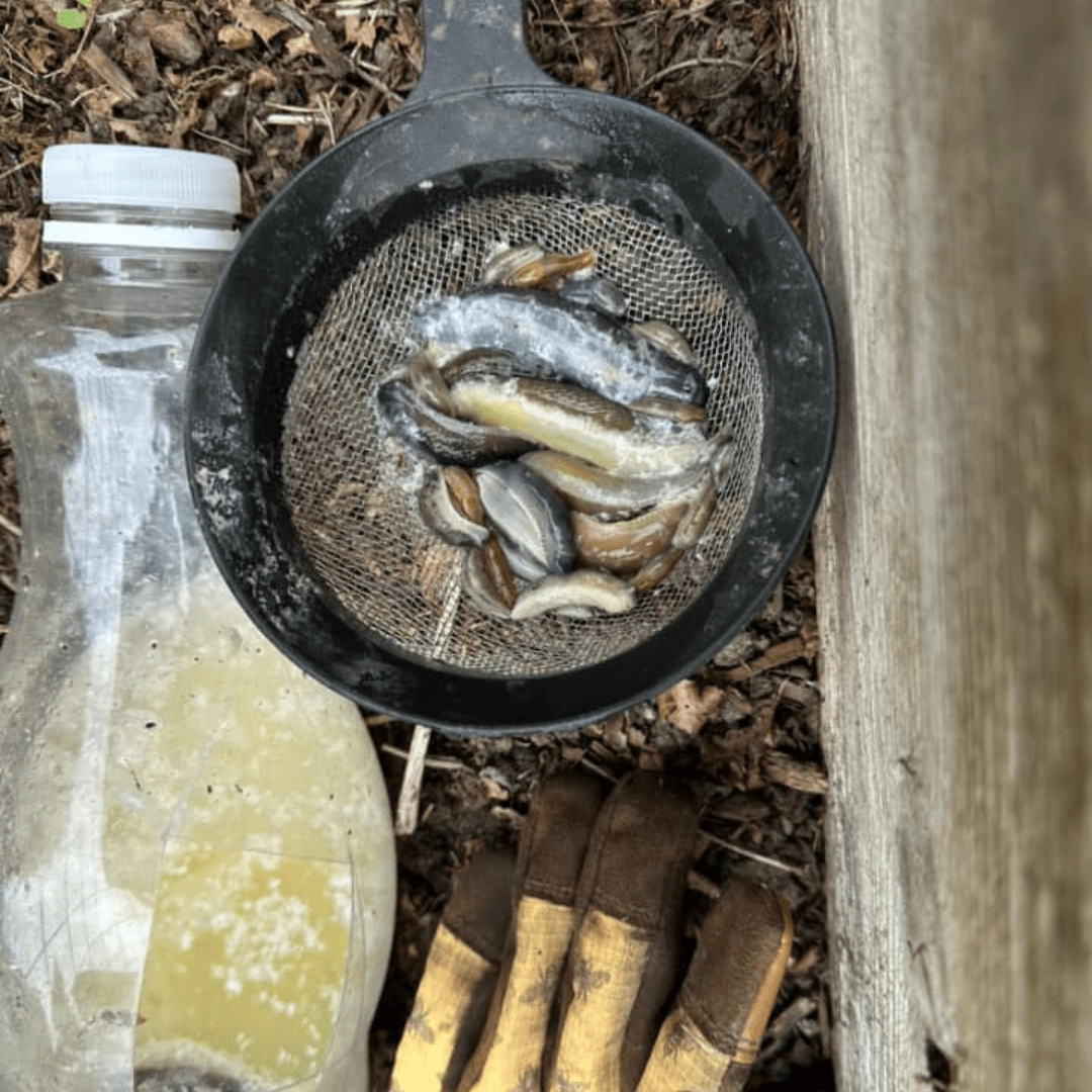 dead slugs in pan next to slug slurry container