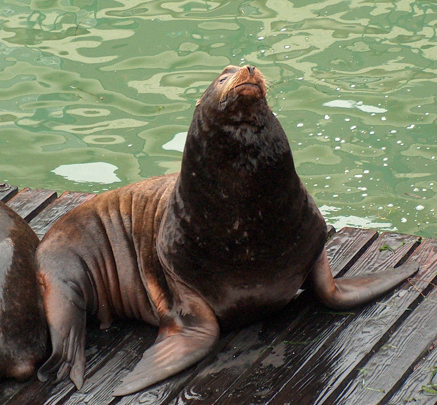 Sea lion on a dock in Newport, Oregon.