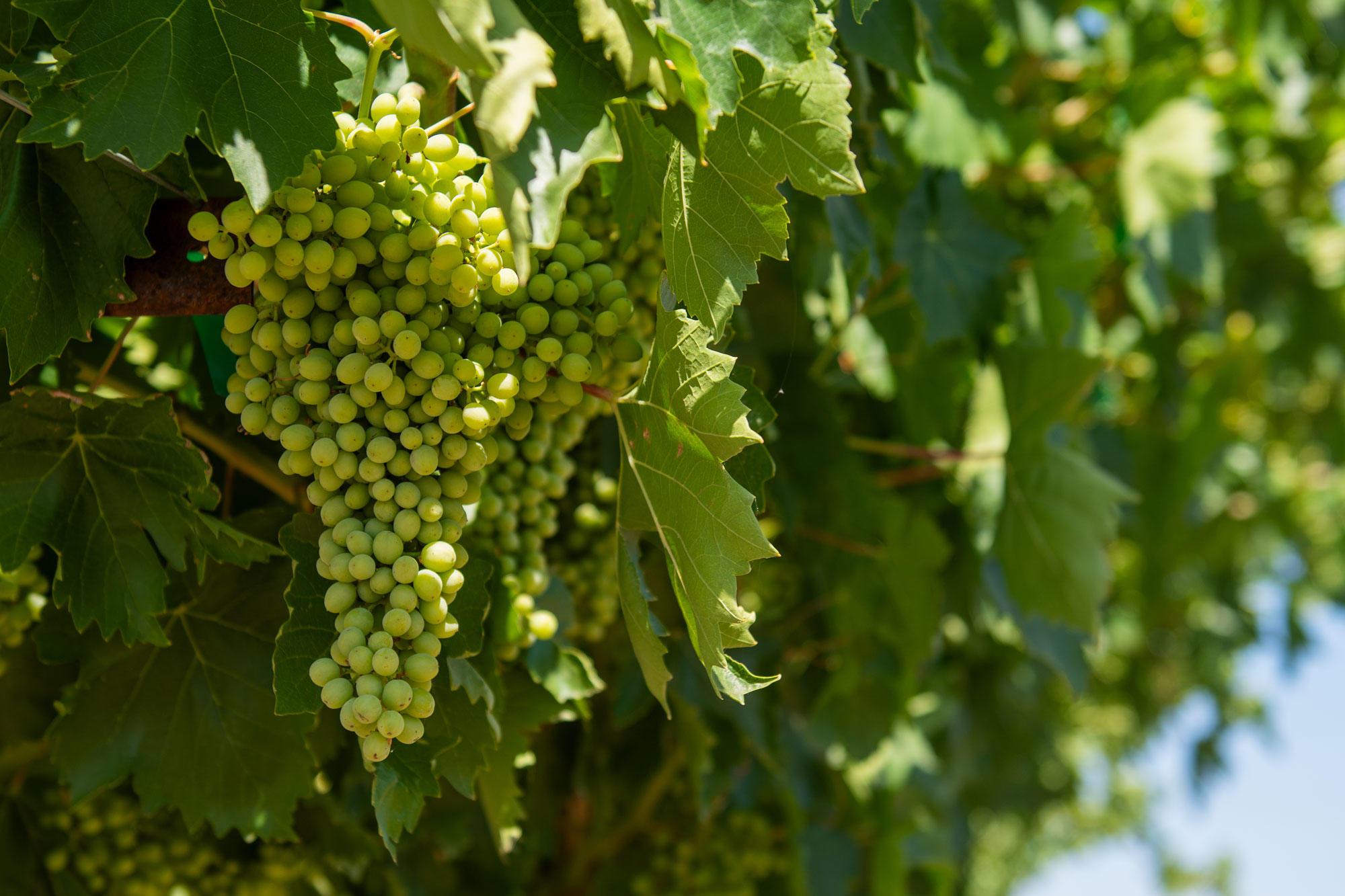 Wine grapes being grown at the Southern Oregon Research and Extension Center.