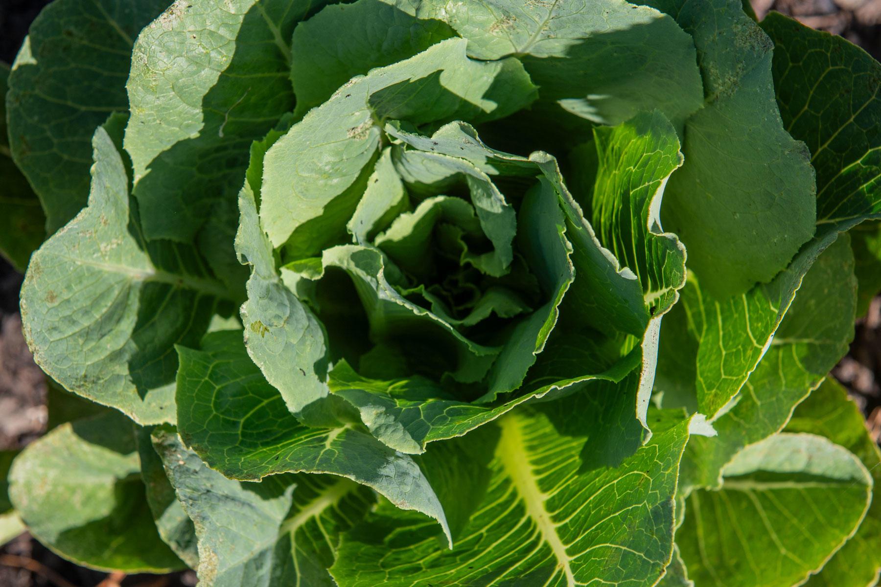 A closeup of leafy green cabbage growing in a garden