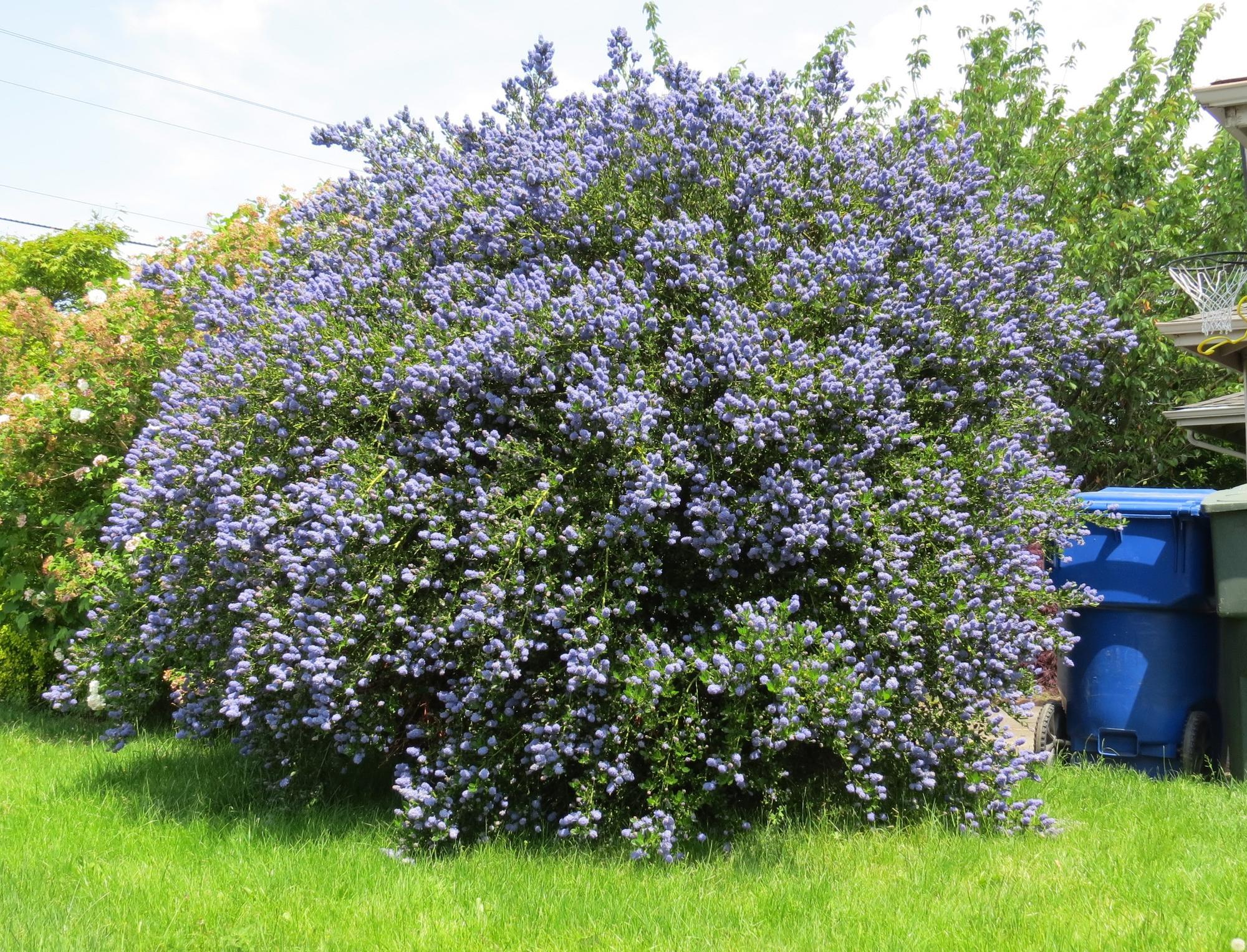 large rounded green shrub with small blue flowers