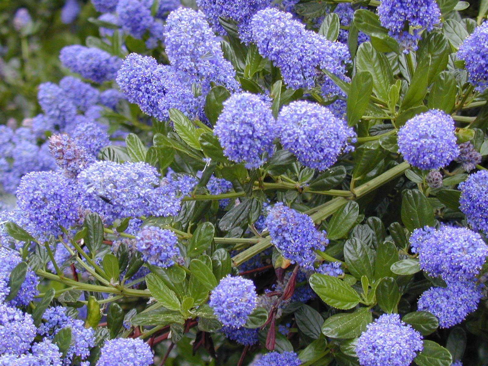 close up of blue purple flowers thickly covering green shrub