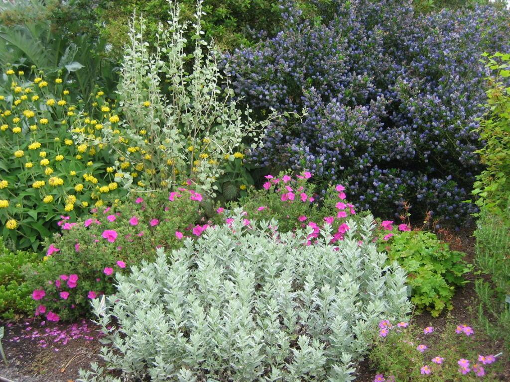 variety of color and sized plants with and without flowers