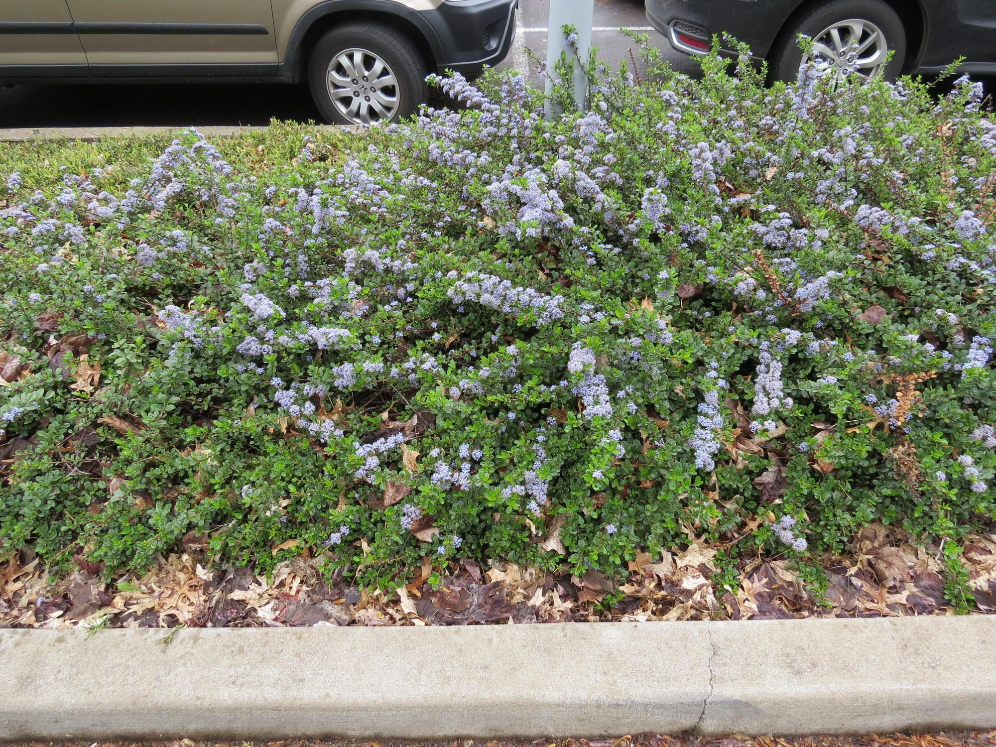 small green shrublike groundcover with small blue flowers