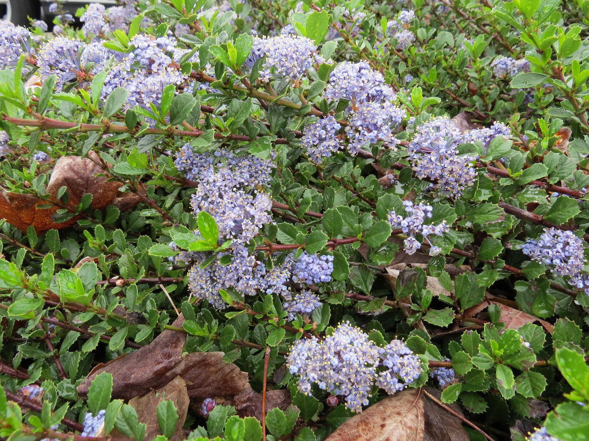 close up of bright green shrub with large light purple flowers