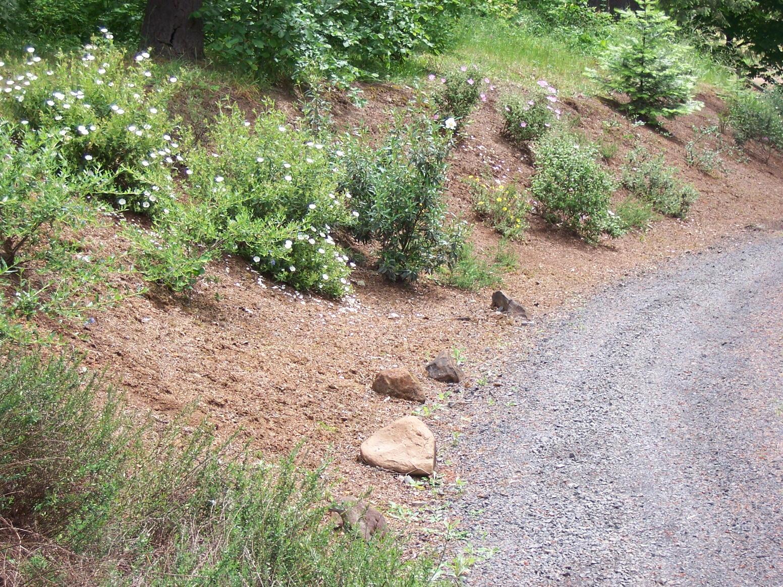 variety of low to mid size plants on a curved slope with gravel path