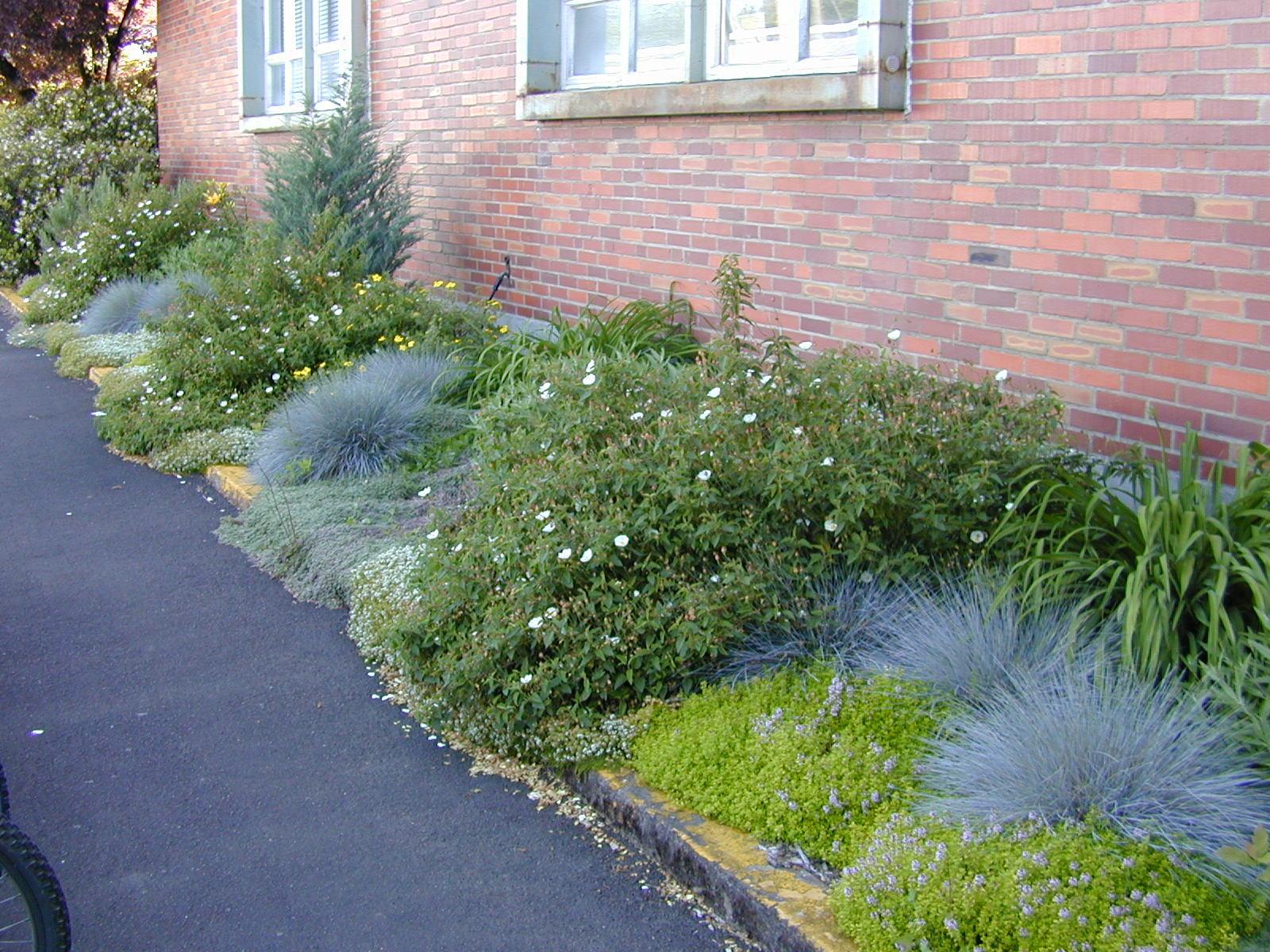 mixed plant border with path on left side brick wall of structure background