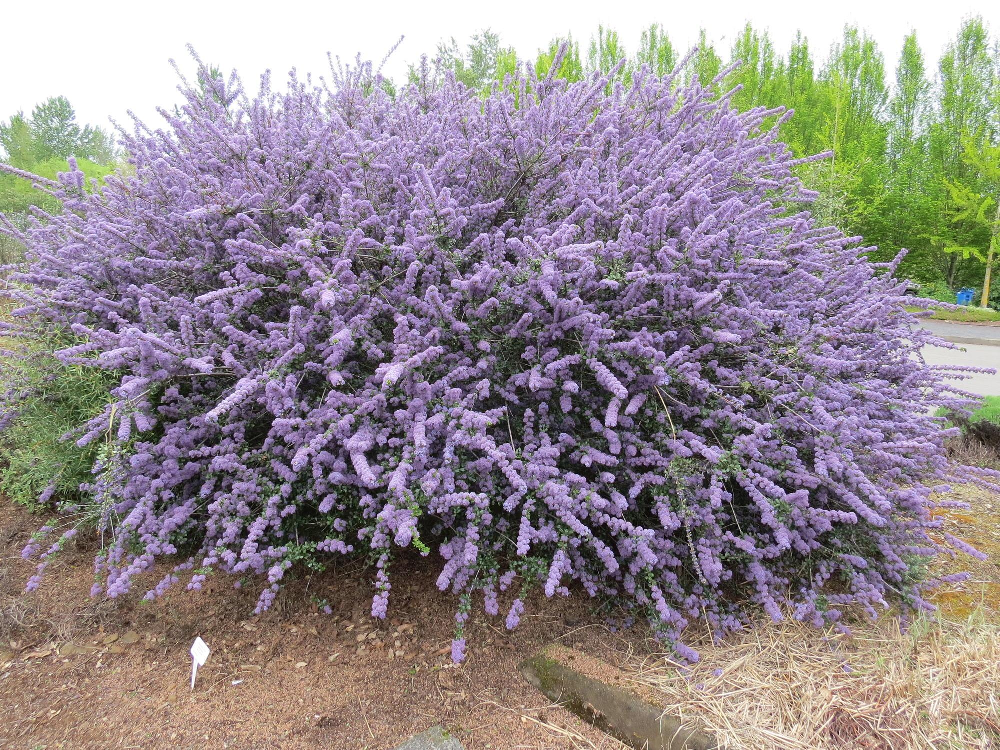 large rounded shrub heavily covered with purple blue flowers