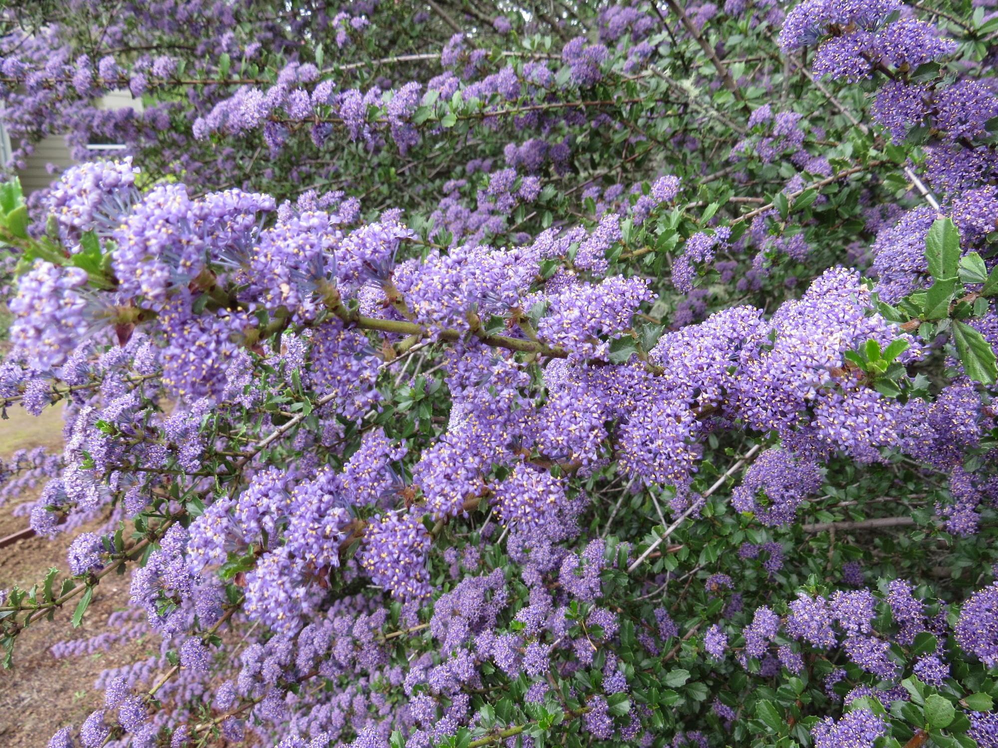 close up of thickly flowering shrub purple blue flowers