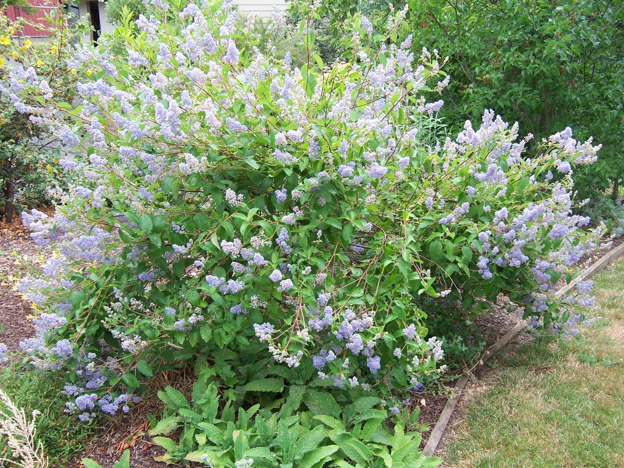 small bright green shrub with light purple blue flowers