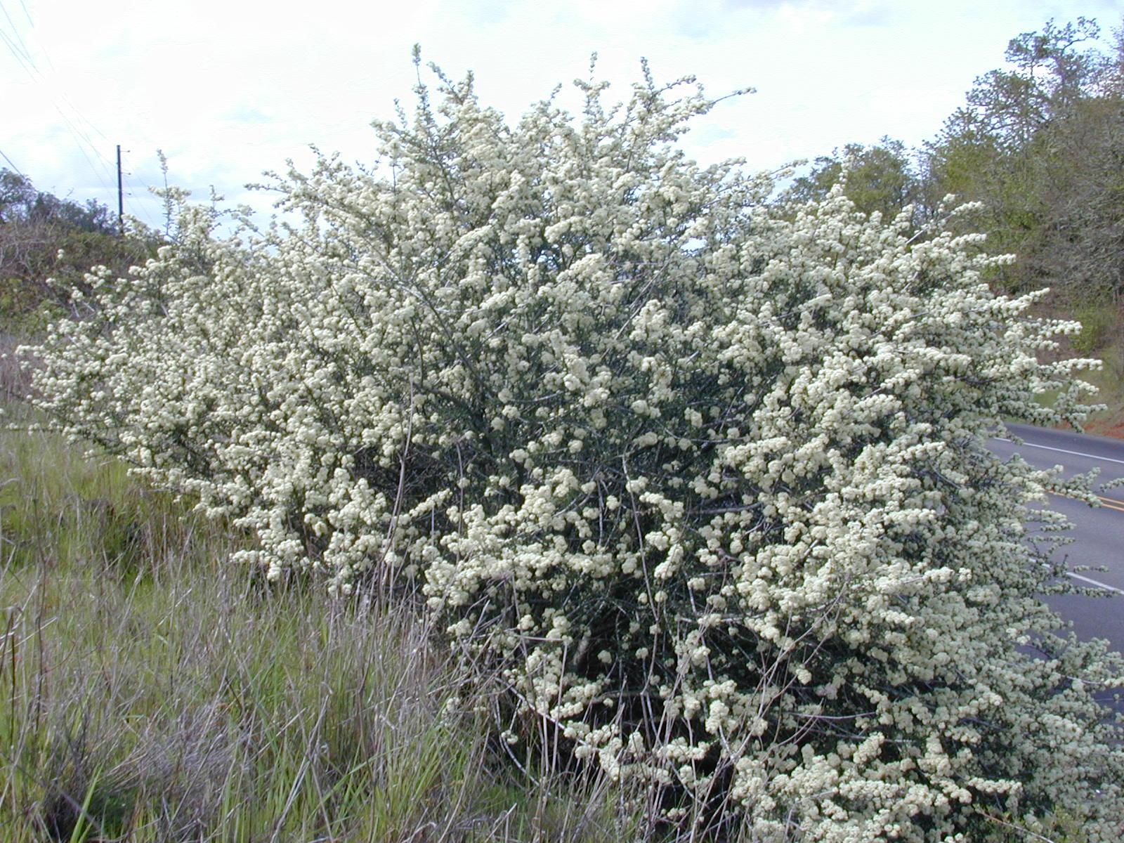 large shrub completely covered in white small flowers