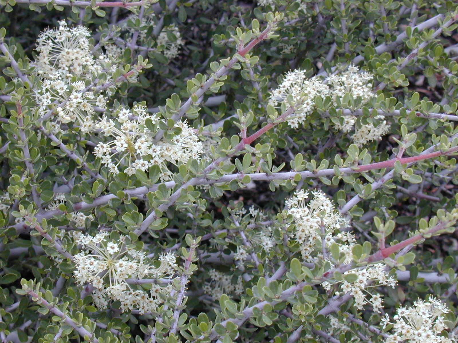 close up of light green shrub with small white flowers