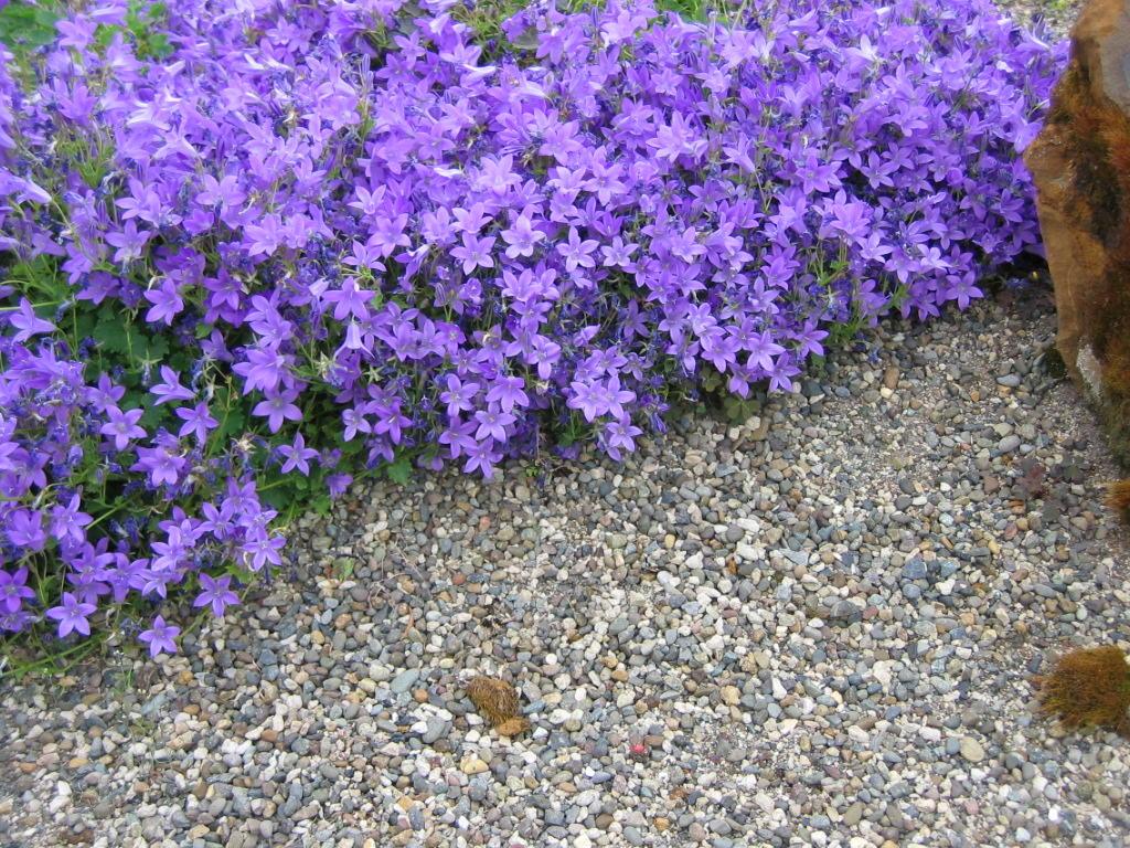 purple flowered small plant with grey small pebble/gravel on ground in foreground