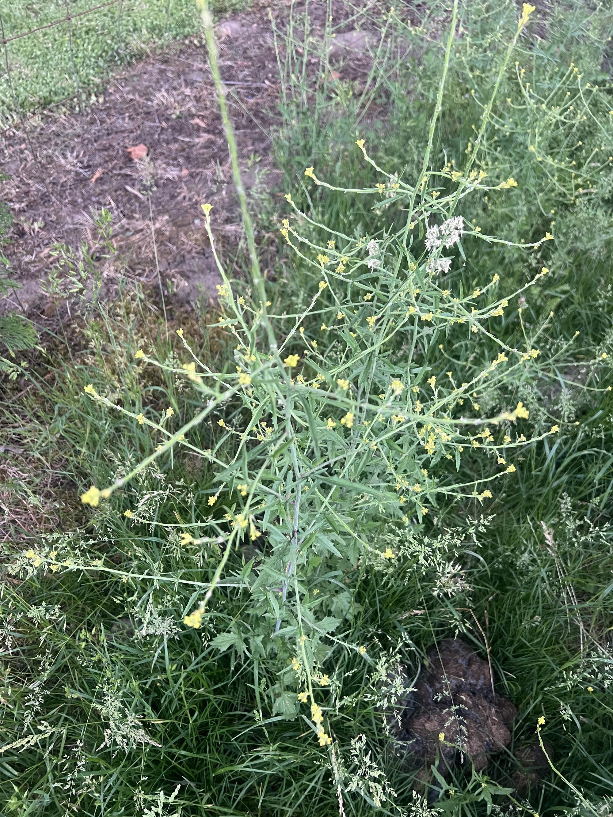 hedge mustard weed