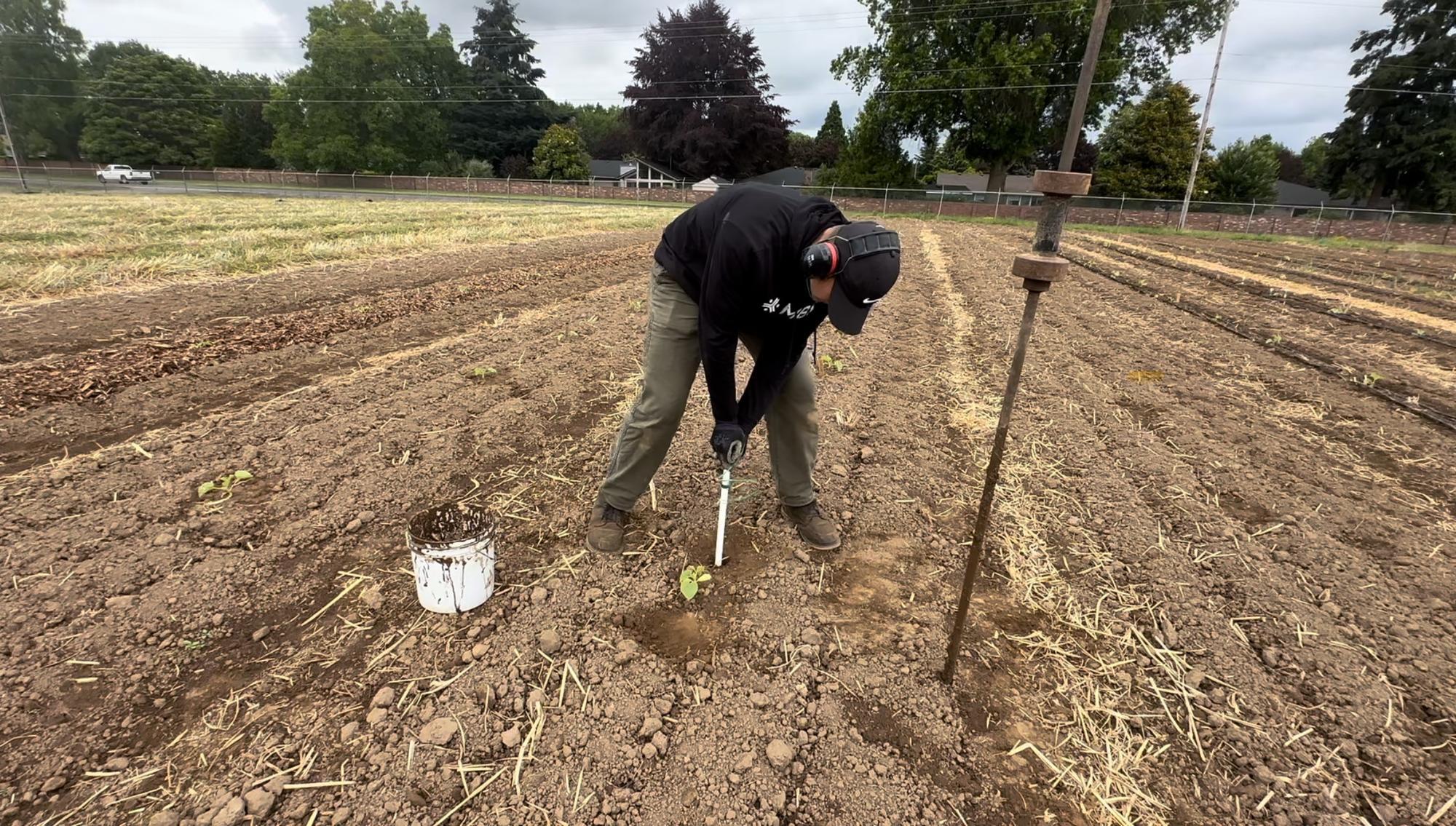 Person installing soil moisture sensor