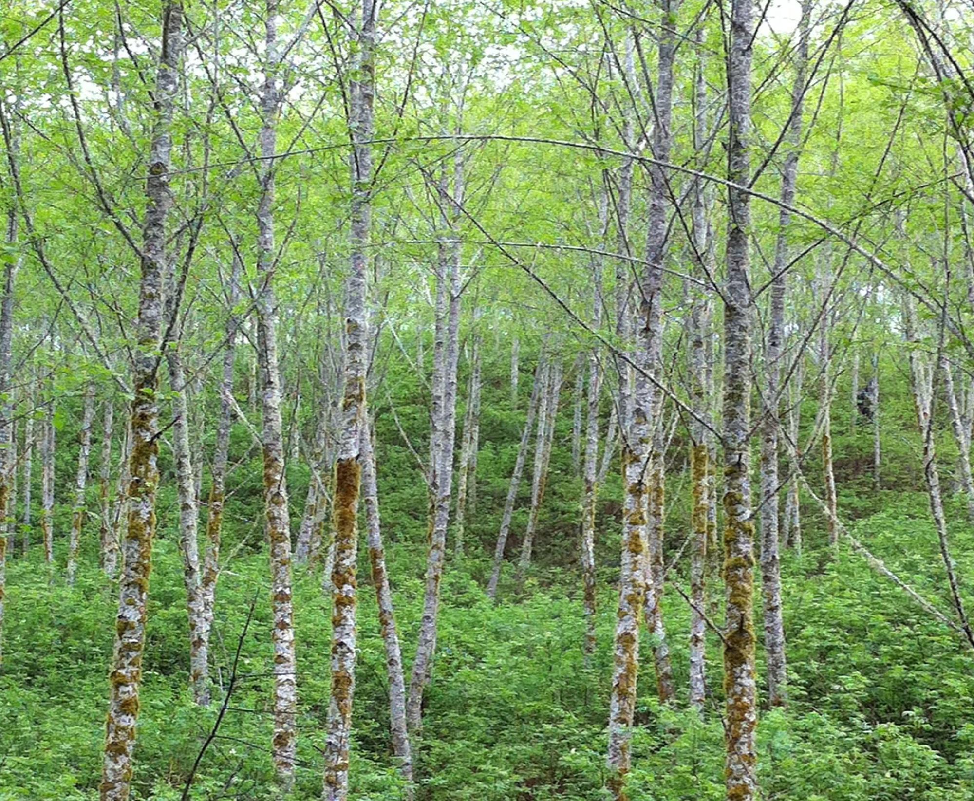 A stand of red alder trees in a forest.