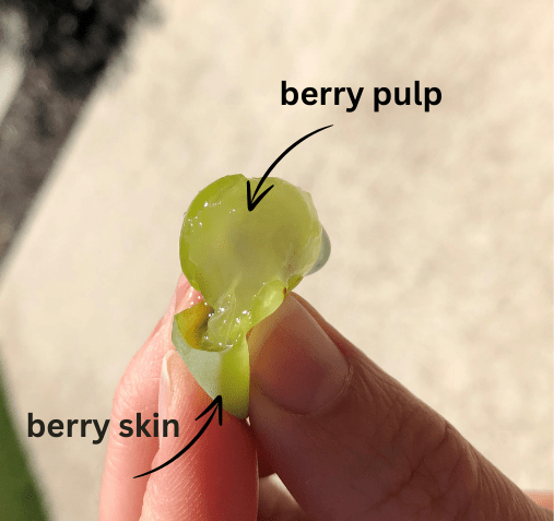 pulp of Niagara berry stays intact after pressed out of the skin