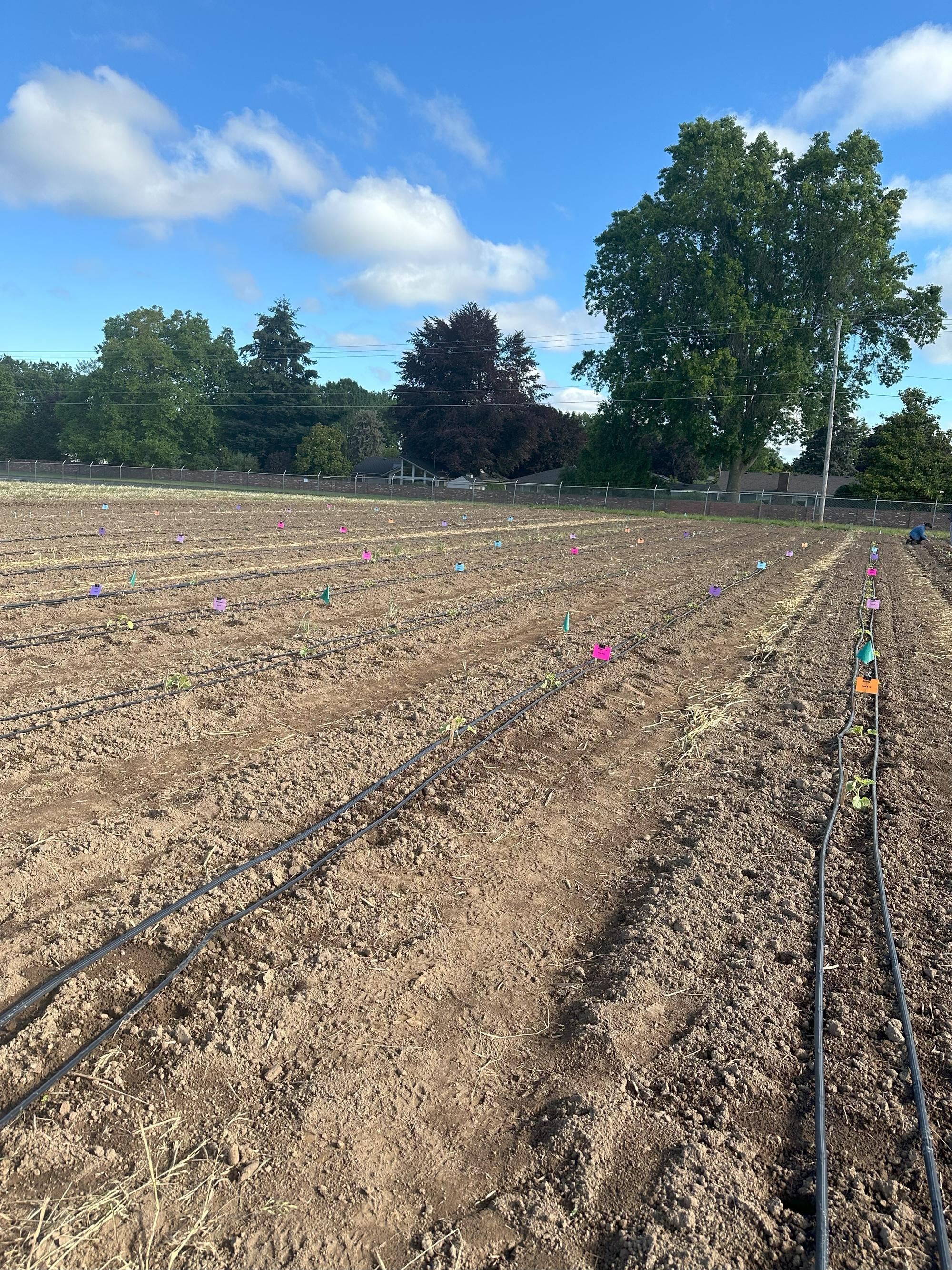 Melons one week after transplanting with field signs