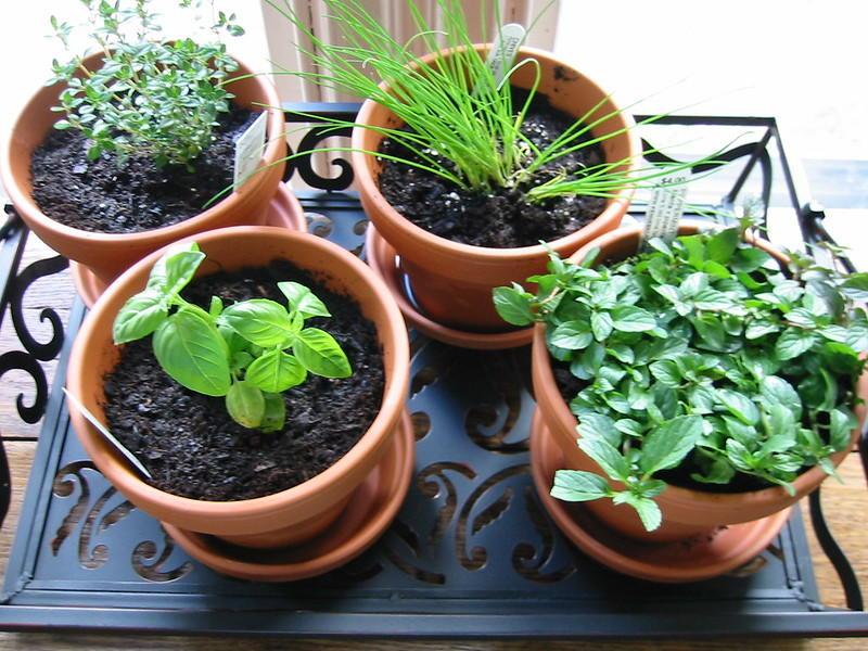 Lemon thyme, chives, basil and peppermint