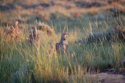 Sage-grouse studies find mixed results from hunting restrictions in West