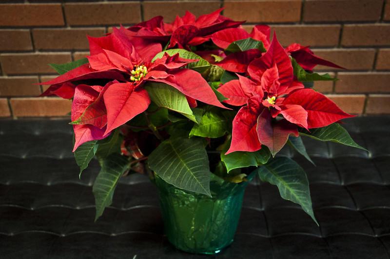 Start now to get poinsettias to bloom by the holidays.