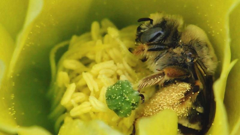 Volunteers scour the state for rare bees like this cactus bee.