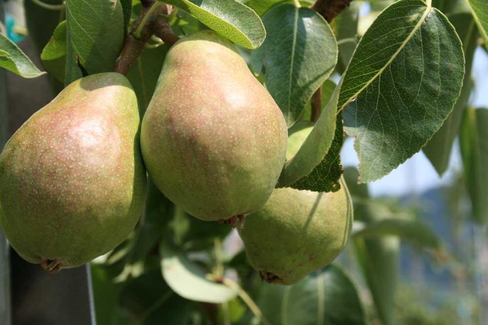 Pears on tree