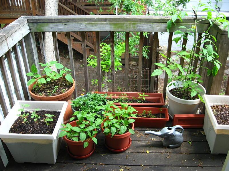 Even if all you have is a balcony, you can still grow vegetables.