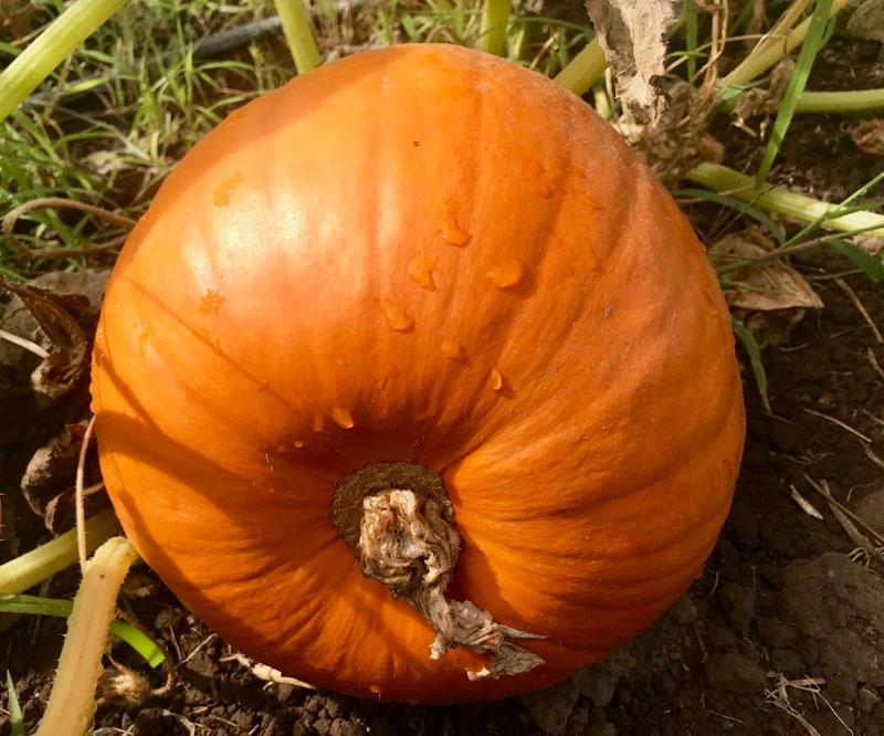 Pumpkins can sustain damage in temperatures under 50 degrees.