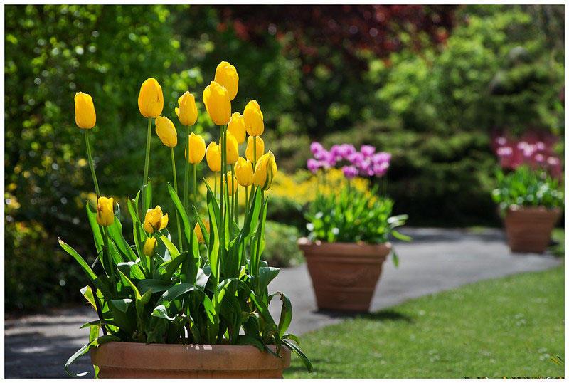 Bulbs often do better in pots than in the ground because pots provide better drainage.