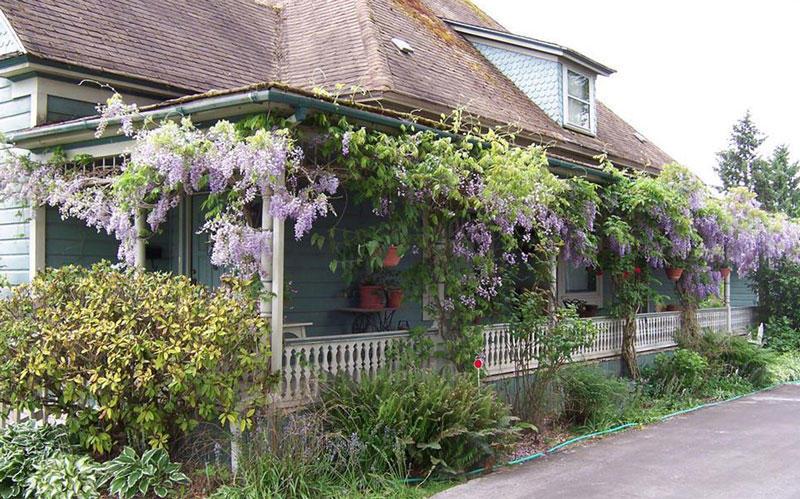 Pruning wisteria is a must or it will take over.