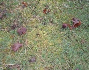 An overhead view shows moss growing on a patch of pasture with a few leaves scattered around.