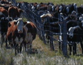 Photo shows fenceline weaning with a group of cows on one side of a wire fence and their calves on the other.