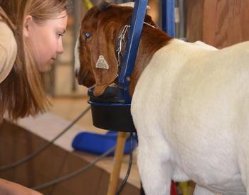 4-H member enjoying being with her goat