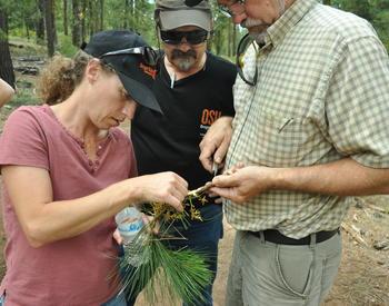 Three people examining a small tree branch with long pine needles