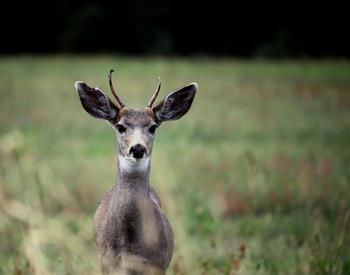 Photo of a deer looking into the camera