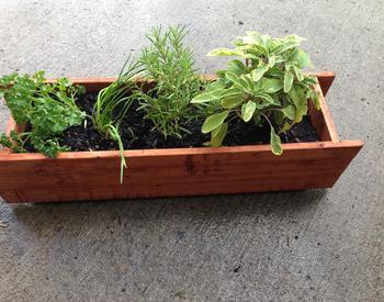 Four different green herbs grow in a wooden container.