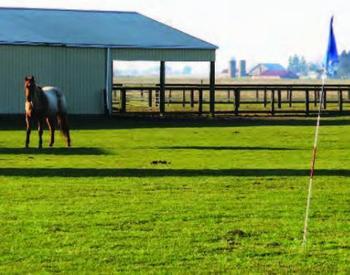 A horse in fenced pasture that has a golf flag used to mark a golf hole.