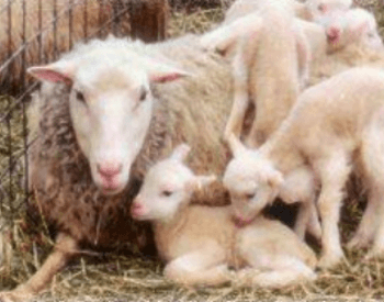 mother sheep and twin lambs
