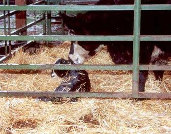 A cow attends to her new offspring in a hay-filled calving area.