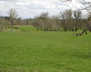 A green pasture with a line of trees in the background.