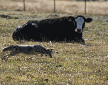 A cow in field watches as a coyote pursues a rodent.