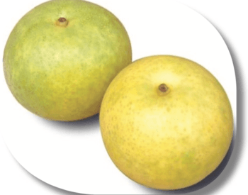 Two Asian pears on a white plate.