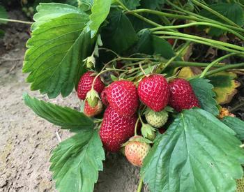 Strawberry plant with strawberries at different growing stages