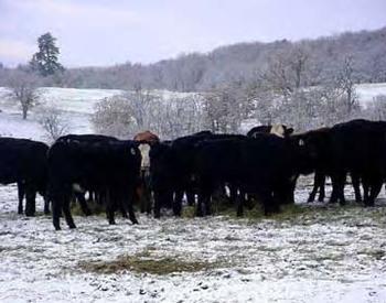 Cattle huddling in a snowy field.