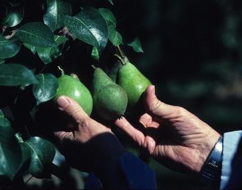 Pears growing on a tree. Someone's hands are holding them